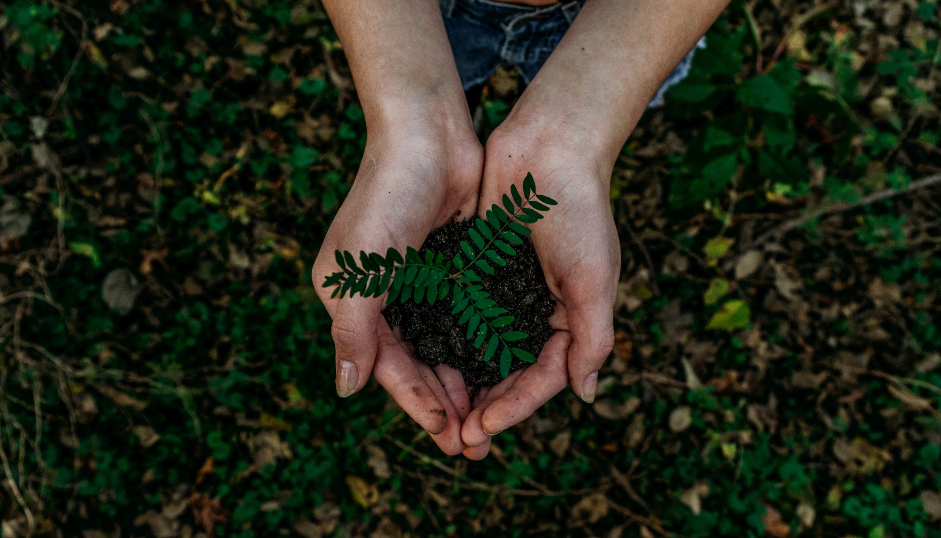 man holding a plant - sustainable corporate gifts