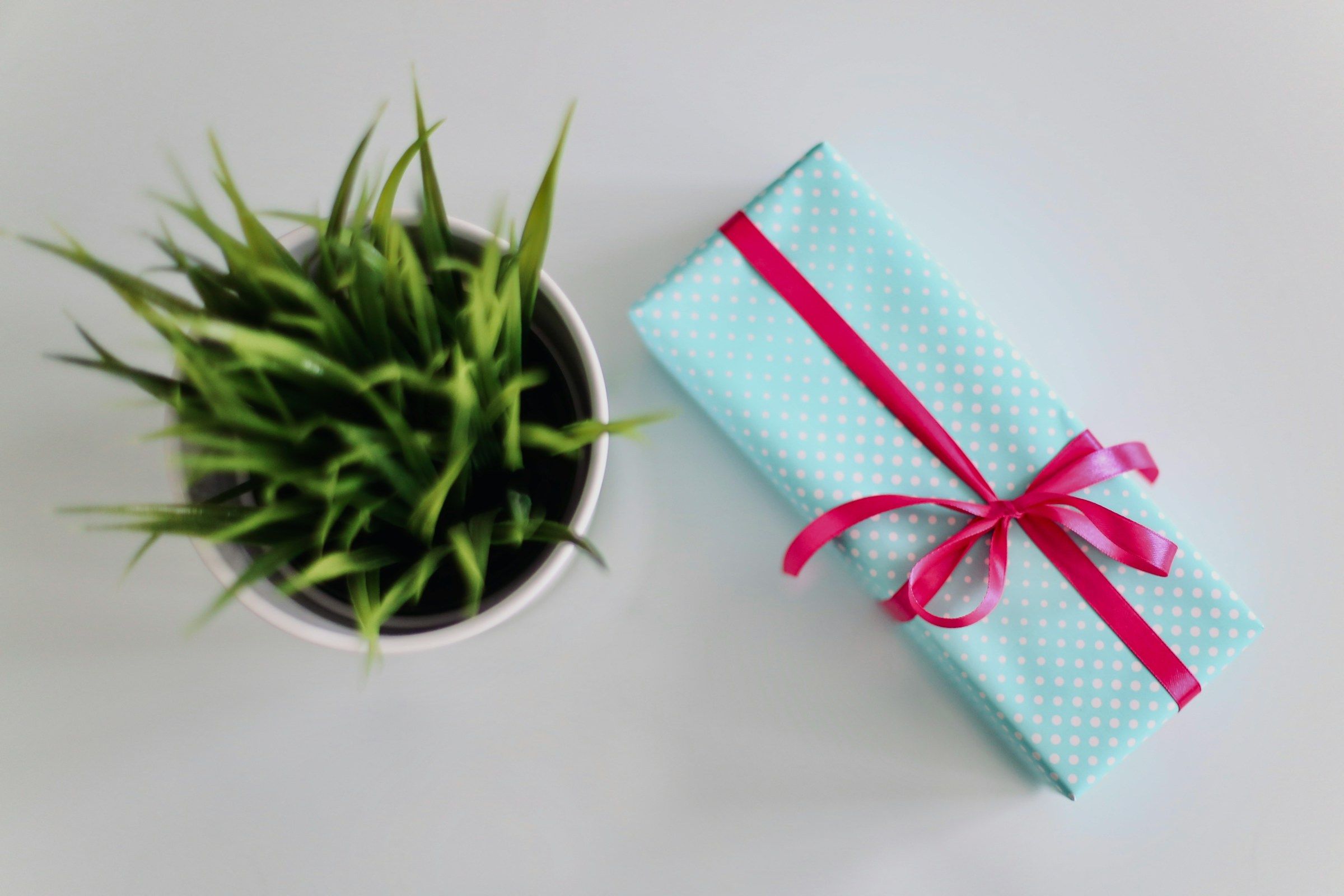 gift with a plant - 25th Work Anniversary Gifts